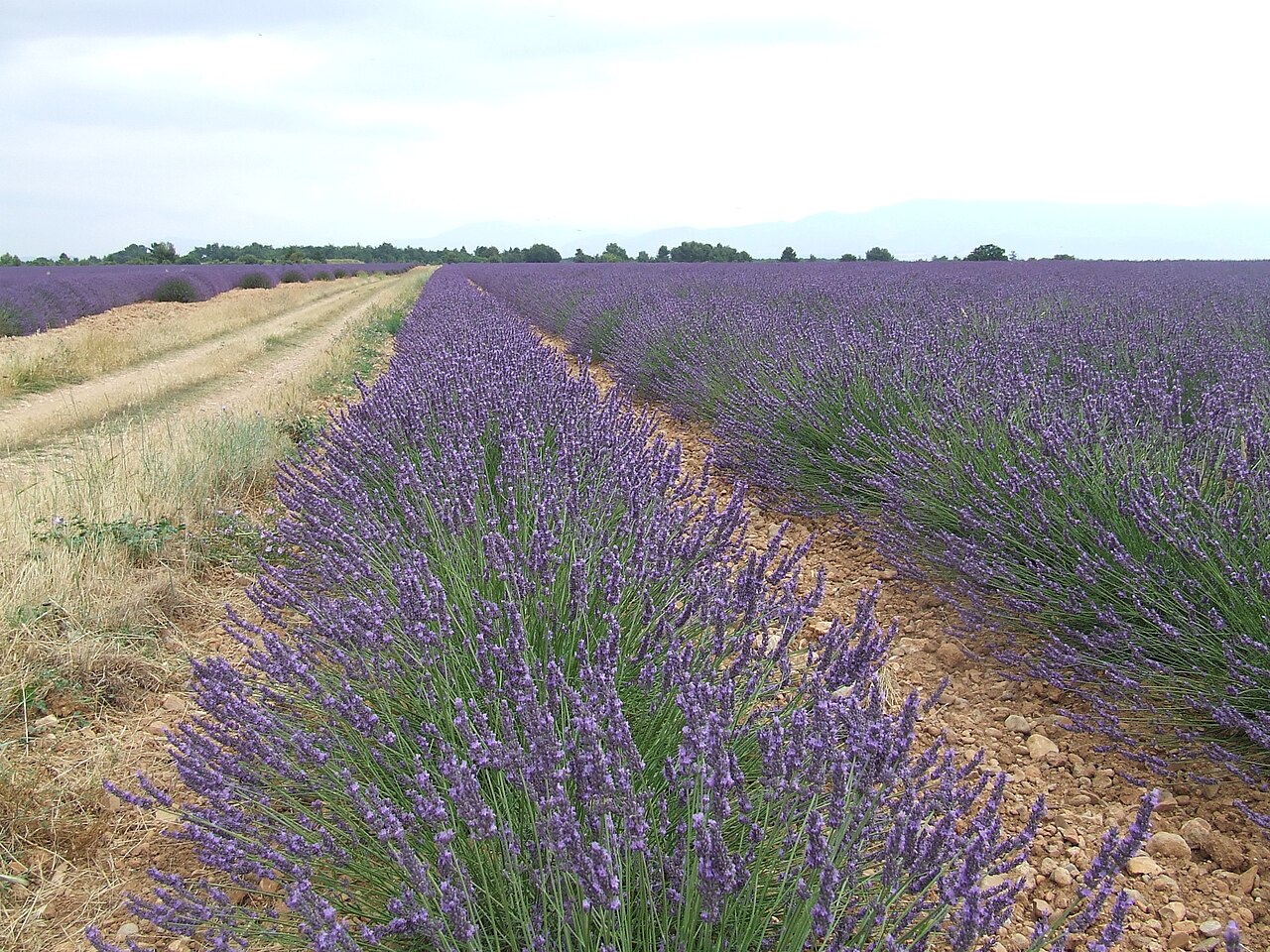 Provence & Luberon